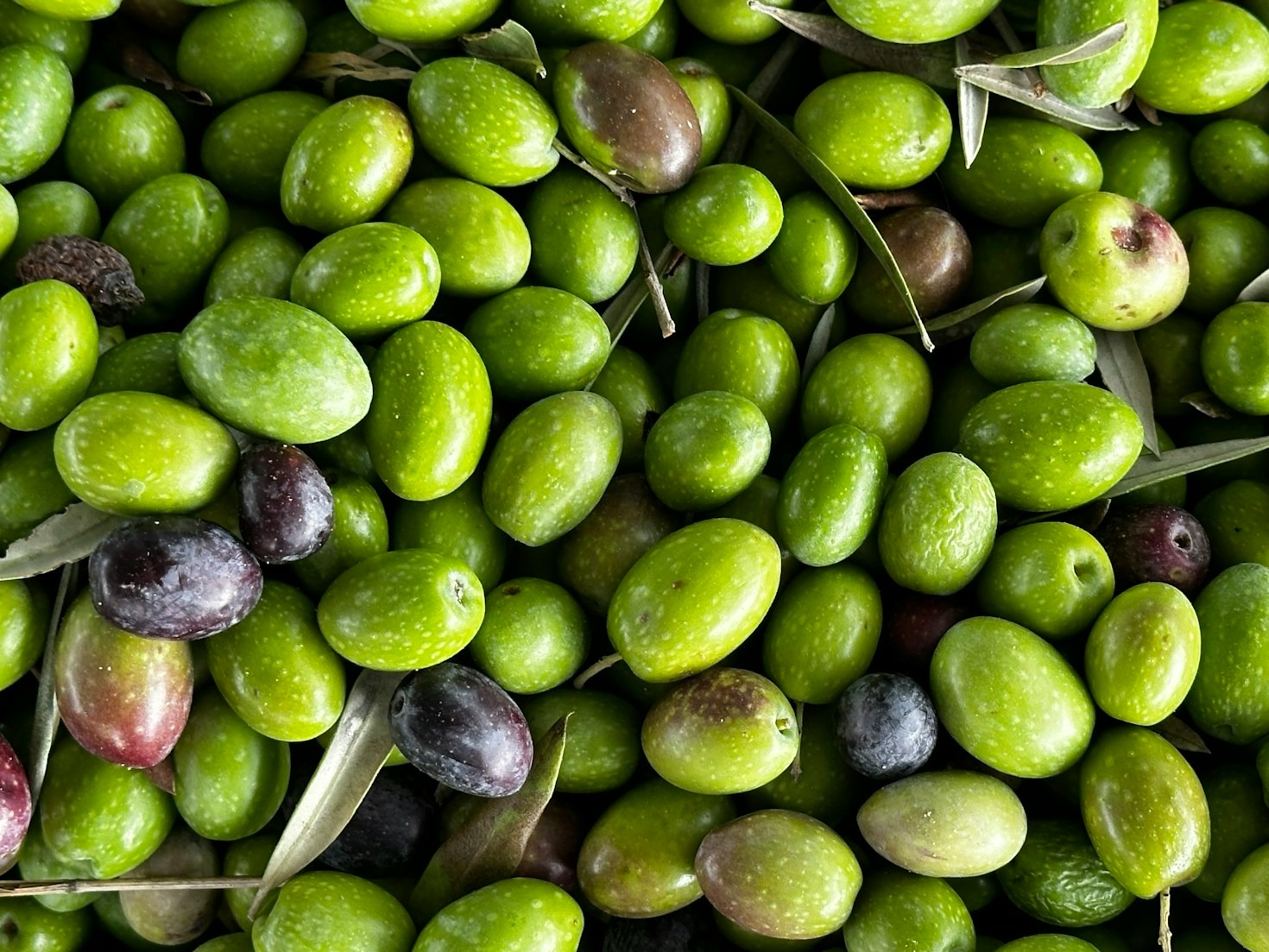 The History and Innovation Behind Chilean Olive Oil